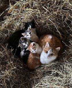 Chat
