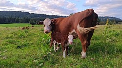 Vache