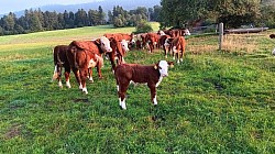Hereford