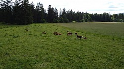 Hereford