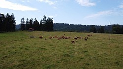 Troupeau hereford