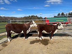 Hereford