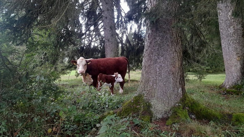 Vache hereford