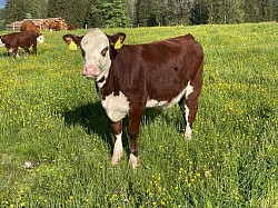 Hereford