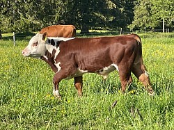 Hereford taureau